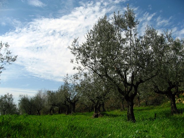 Fiesole - Parco di Montececeri-36.JPG - Roadside olive orchard